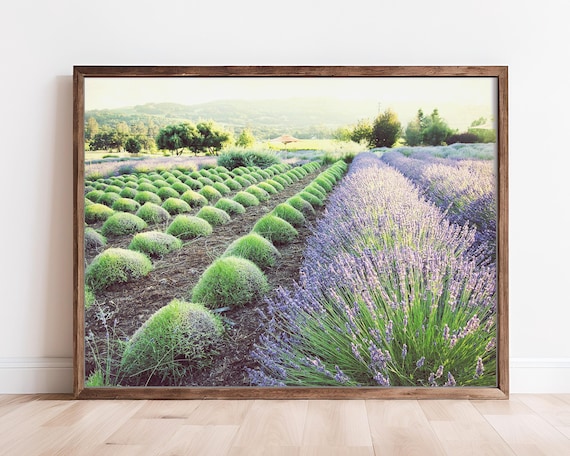 Lavender Field Print - Landscape Photography, Purple Green Wall Art. Floral, French Country Art, Gardening Farming Pastoral Wall Art Print