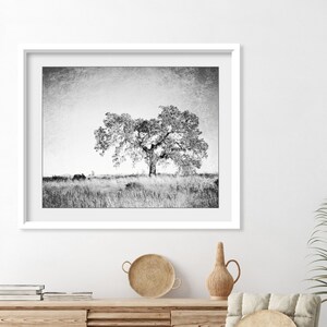 Oak Tree Photograph Black and White Wall Art Landscape Photography, Tree Wall Art, Nature Photography, Gray Nature Wall Art image 3