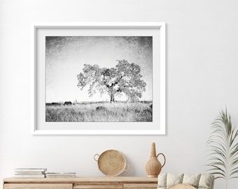 Oak Tree Photograph Black and White Wall Art Landscape Photography, Tree Wall Art, Nature Photography, Gray Nature Wall Art