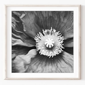 Flower Photography Set of 12 Prints Black and White Photography, Botanical Prints, Floral Wall Art, Gallery Wall Set, 5x5 8x8 Prints imagem 6