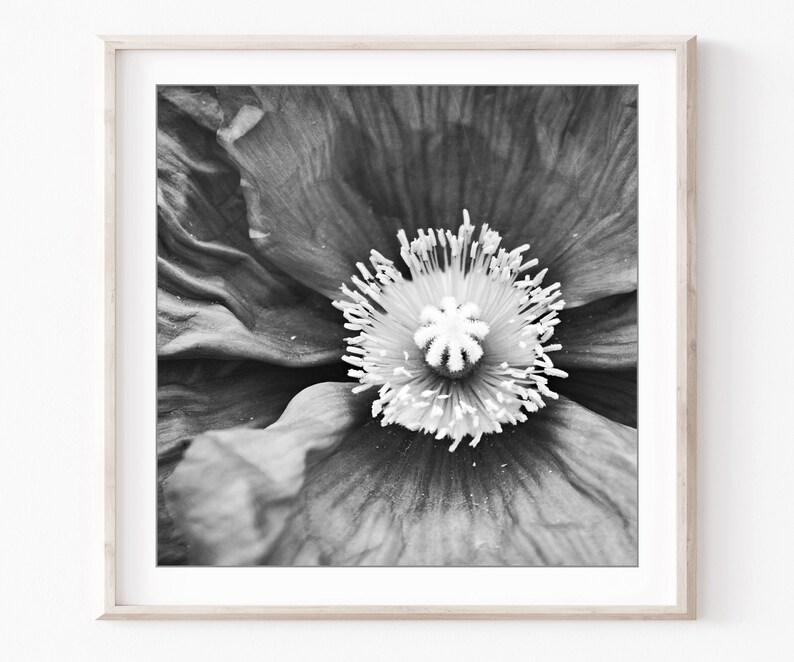 Flower Photography Set of 12 Prints Black and White Photography, Botanical Prints, Floral Wall Art, Gallery Wall Set, 5x5 8x8 Prints imagem 6