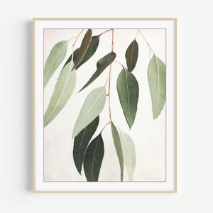 Eucalyptus Print Botanical Wall Art, Sage Green Wall Art, Nature Photography, 8x10 11x14, Modern Rustic Living Room Decor image 1