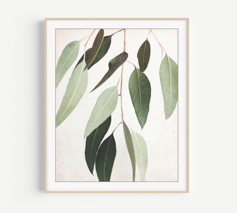 Eucalyptus Print Botanical Wall Art, Sage Green Wall Art, Nature Photography, 8x10 11x14, Modern Rustic Living Room Decor image 1