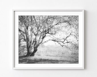 Oak Tree Photograph, Black and White Wall Art, Landscape Photograph, Neutral Wall Art, Vintage Style, Nature Photography, 8x10 11x14 Print
