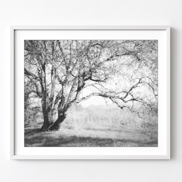 Oak Tree Photograph, Black and White Wall Art, Landscape Photograph, Neutral Wall Art, Vintage Style, Nature Photography, 8x10 11x14 Print