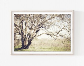 Oak Tree Wall Art Rustic Landscape Photography, Tree Print, Neutral Decor, Nature Photography, 8x10 16x20, Rustic Farmhouse Print