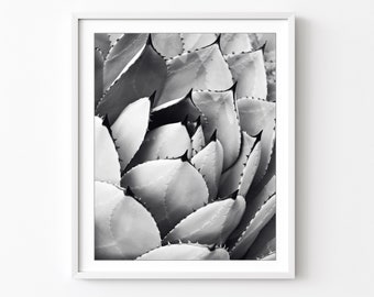 Agave Leaves Print - Black and White Photography, Botanical Wall Art, Nature Photography, Desert Style Decor