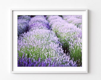 Lavender Field Print Purple Green Wall Art Nature Photography, French Country Decor, Bedroom Wall Art, Lavender 8x10 11x14 Print