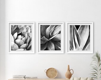 Agave Leaves, Black and White Photography, Set of Three Prints, Gray Botanical Prints, Gallery Wall, Photography Prints, 8x10 11x14 Prints