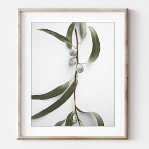 Eucalyptus Still Life Photography Print / Sage Green White Botanical Wall Art