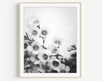 Flower Photography - Floral Wall Art, Black and White Photography, Bedroom Wall Art, Botanical Print, 8x10 11x14 Print