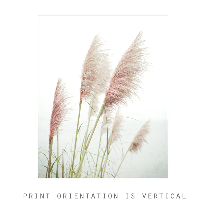 Pampas Grass Print Nature Photography Print, Coastal Wall Art, Home Decor, Beach Grass Print, Beach Living Room Art image 4