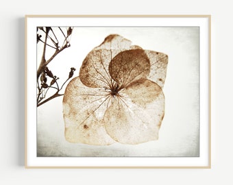 Hydrangea Flower Nature Photography - Minimal Modern Rustic Wall Art, Dried Flower Still Life Photography, Brown Neutral Farmhouse Decor