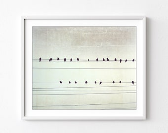 Birds on Wires Print - Fine Art Photography, Black and White Wall Art, Abstract Modern Decor, 8x10 16x20 Minimal Art Print