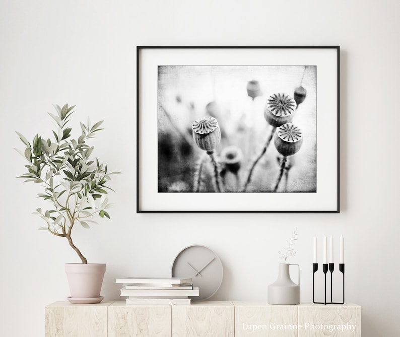 Poppy Pods Print Nature Photography, Black and White Wall Art, Nature Print, Gray Botanical Art Print, 8x10 11x14 Print image 2