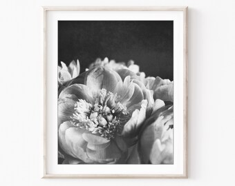 Peony Photograph Black and White Photography Flower Art Print, Botanical Art, Floral Photography, Peony Wall Art, 11x14 8x10 Print