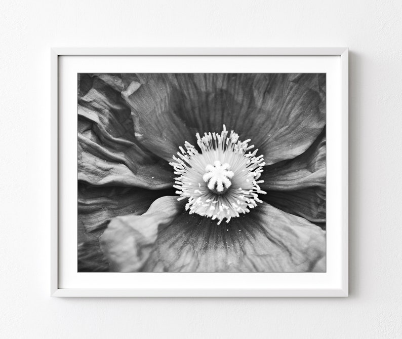 Poppy Flower Print Botanical Print, Black and White Photography, Gray Black White, Floral Wall Art, Poppy Print, Nature Photography image 1