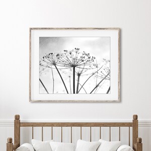 Botanical Print Black and White Photography, Wild Plants, Nature Print, Contemporary Nature Living Room Art, 8x10 16x20 Print image 2