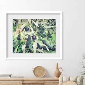 Olive Branch Print Botanical Print, Nature Photography, Kitchen Wall Art, Olive Tree, 8x10 5x7, Dining Room Decor image 4