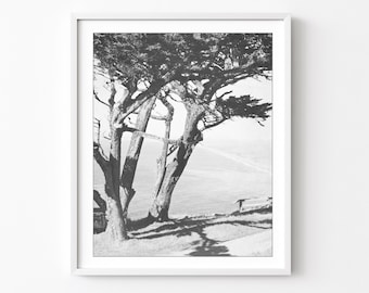 Cypress Tree, Black and White Photography, Point Reyes California, 8x10 11x14, Black and White Wall Art, Landscape Photography Wall Art