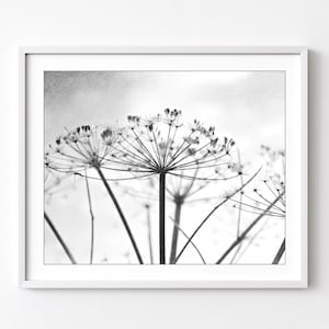 Botanical Print Black and White Photography, Wild Plants, Nature Print, Contemporary Nature Living Room Art, 8x10 16x20 Print image 1