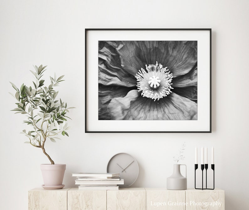 Poppy Flower Print Botanical Print, Black and White Photography, Gray Black White, Floral Wall Art, Poppy Print, Nature Photography image 2
