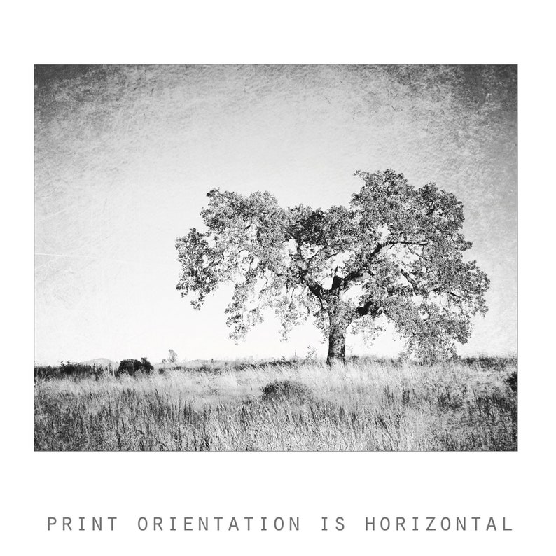 Oak Tree Photograph Black and White Wall Art Landscape Etsy