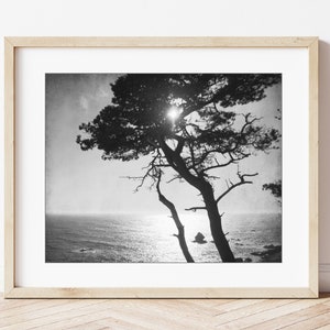 Cypress Tree Print Black and White Photography, Tree Wall Art For Living Room, Coastal Wall Art Decor, Nature Photography 8x10 16x20 Print image 5