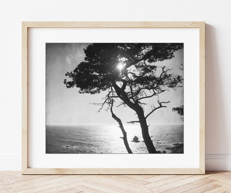 Cypress Tree Print Black and White Photography, Tree Wall Art For Living Room, Coastal Wall Art Decor, Nature Photography 8x10 16x20 Print image 5