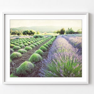 Lavender Field Print Landscape Photography Print, Purple Green Wall Art, Garden, Kitchen Wall Art, Herbal, French Country Kitchen Decor