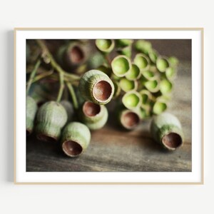 Eucalyptus Seed Pods Print - Nature Photography, Minimal Modern Rustic Wall Art, Still Life Photography Print, Neutral Farmhouse Decor