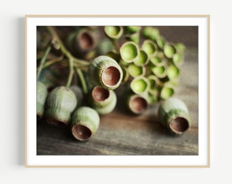 Eucalyptus Seed Pods Print - Nature Photography, Minimal Modern Rustic Wall Art, Still Life Photography Print, Neutral Farmhouse Decor