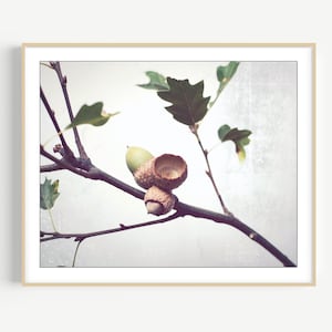 Acorn Photography, Oak Tree Branch Print, Neutral Wall Art, Autumn Fall Photography, Minimal Rustic Still Life Photography, 8x10 11x14 12x16 image 1