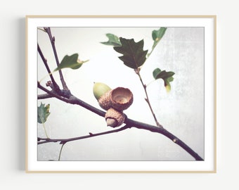 Acorn Photography, Oak Tree Branch Print, Neutral Wall Art, Autumn Fall Photography, Minimal Rustic Still Life Photography, 8x10 11x14 12x16