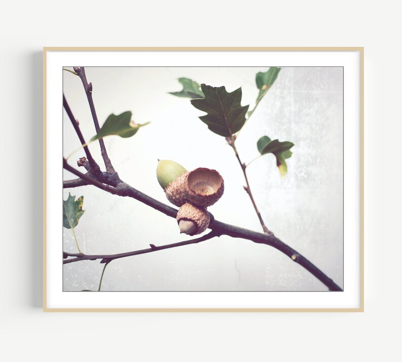 Acorn Photography, Oak Tree Branch Print, Neutral Wall Art, Autumn Fall Photography, Minimal Rustic Still Life Photography, 8x10 11x14 12x16 image 1