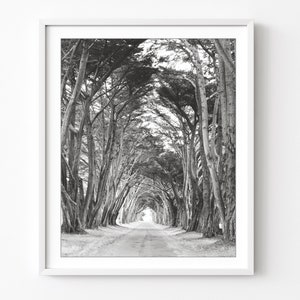 Landscape Photograph, Black and White Photography, Tree Print, Cypress Trees, Large Wall Art, Gray Nature Living Room Decor // Tree Tunnel