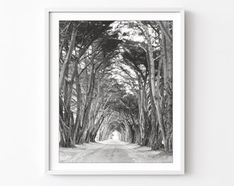 Fotografía de paisaje, fotografía en blanco y negro, impresión de árboles, cipreses, arte de pared grande, decoración de sala de estar de naturaleza gris // Túnel de árboles