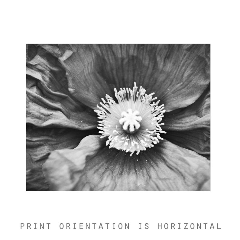 Poppy Flower Print Botanical Print, Black and White Photography, Gray Black White, Floral Wall Art, Poppy Print, Nature Photography image 5