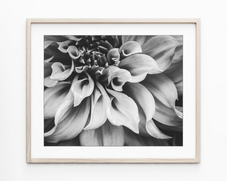 Set of Four Prints Botanical Print Set Black and White Photography, 8x10 11x14 Print Set, Nature Photography Print Set Wall Art image 4