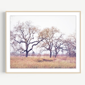 Oak Trees Autumn Landscape Rustic Landscape Photograph Large Wall Art Oak Tree Print Nature Photography