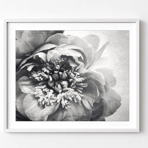 Peony Flower Print Black and White Flower Photography Gray Etsy