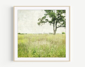 Oak Tree Print - Landscape Photography, Rustic Country Decor, Minimal Landscape, Green Wall Art, Rustic Country Farmhouse Decor, 8x8 8x10