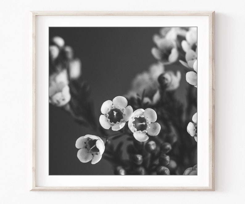 Flower Photography Set of 12 Prints Black and White Photography, Botanical Prints, Floral Wall Art, Gallery Wall Set, 5x5 8x8 Prints imagem 3