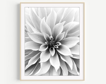 Dahlia Flower Photography - Black and White Photography Print, Botanical Wall Art, White Home Decor, Floral Photography, 8x10 11x14 Print