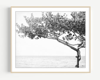 Hawaii Tree Black and White Photography Print • Tree Wall Art • Nature Photography • Bedroom Wall Art • 8x10 11x14 Print