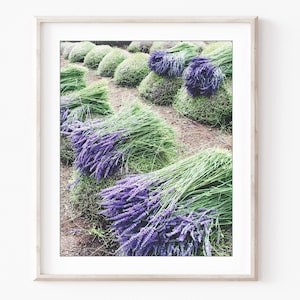 May include: Rows of bundles of lavender flowers, tied together and laid out to dry on a field. The lavender is a vibrant purple color, and the stems are green.