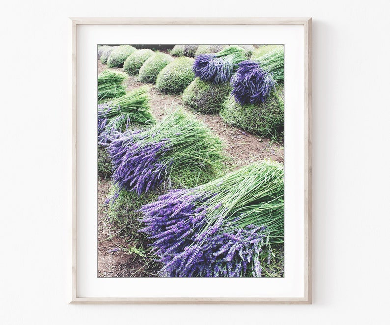 May include: Rows of bundles of lavender flowers, tied together and laid out to dry on a field. The lavender is a vibrant purple color, and the stems are green.