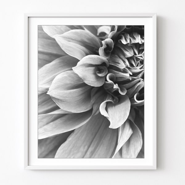 Dahlia Flower Photograph - Black and White Photography, Flower Photography, Floral Wall Art, 8x10 16x20, Botanical Art, Bedroom Wall Art