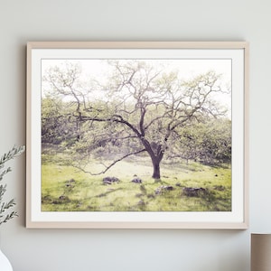 Oak Tree Photograph, Dreamy Landscape Print, Woodland Wall Art, Nature Photography Print, Rustic Wall Art, Northern California