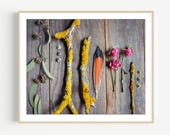 Seed Pods Still Life Print Rustic Nature Photography Wall Art